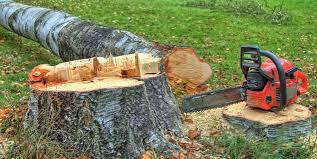 Albuquerque, NM Tree Care Company