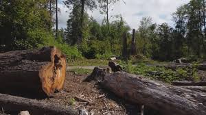 Best Tree Health Inspection  in Albuquerque, NM