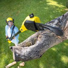 Best Stump Grinding and Removal  in Albuquerque, NM
