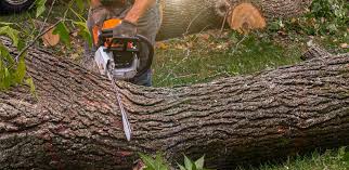 How Our Tree Care Process Works  in  Albuquerque, NM