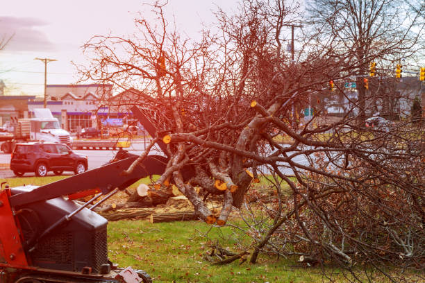 Best Tree Disease Treatment  in Albuquerque, NM