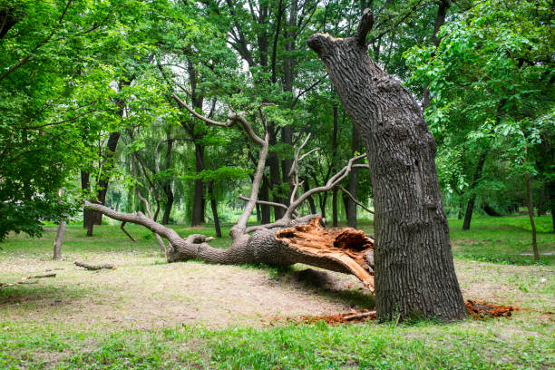 Best Tree Trimming and Pruning  in Albuquerque, NM