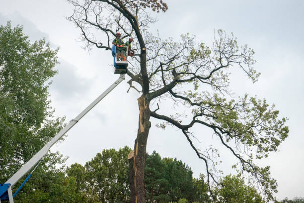 Best Tree Maintenance Programs  in Albuquerque, NM
