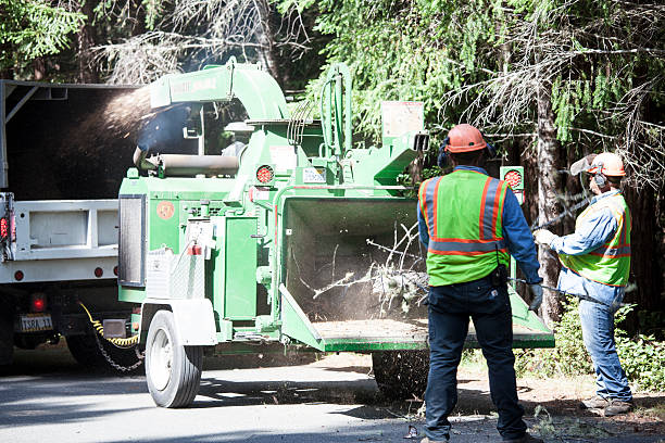 Best Tree Removal  in Albuquerque, NM