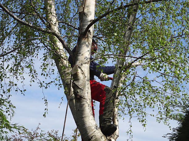  Albuquerque, NM Tree Care Pros