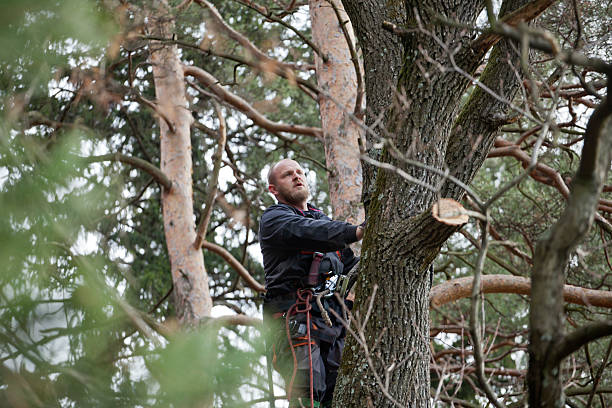Best Emergency Tree Removal  in Albuquerque, NM