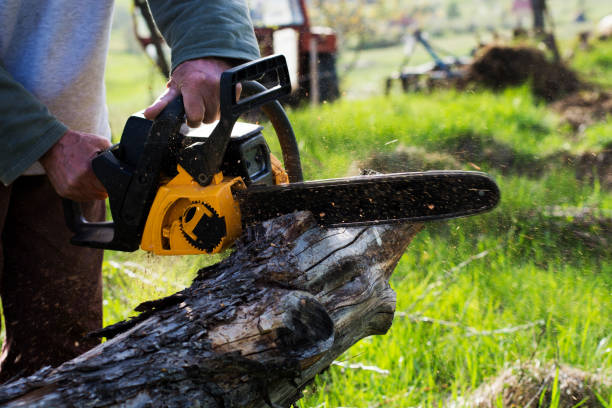Best Lawn Dethatching  in Albuquerque, NM